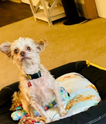 Small curly-haired dog sitting in a plush dog bed.