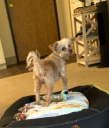 Small dog standing on a bed looking back.