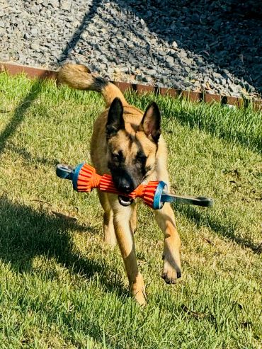 A dog running on grass with a toy in its mouth.
