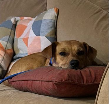 Small brown dog resting on a couch pillow.