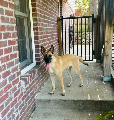 A tan dog standing on a porch near a brick wall and a black gate.