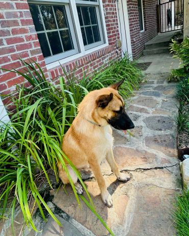 A tan dog sitting on a stone pathway beside green plants by a brick house.