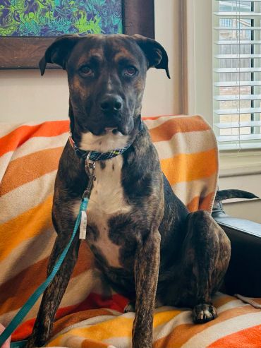 Brindle dog sitting attentively on a colorful striped blanket indoors.