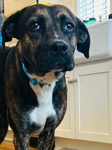 A brindle dog with a blue collar stands indoors near kitchen cabinets.