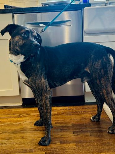 Brindle dog standing on wooden floor in a kitchen, looking to the side.