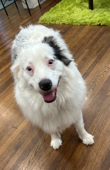 Fluffy white dog with a black patch on its ear, happily looking up indoors.