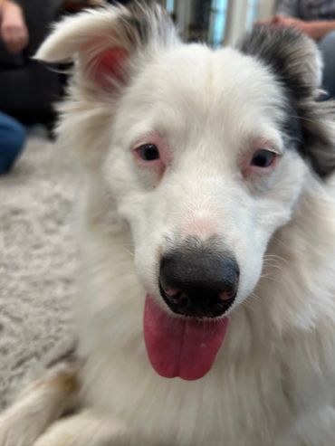 Close-up of a happy white dog with its tongue out.