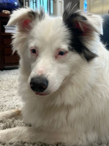 Close-up of a fluffy white dog with black patches on its ears.