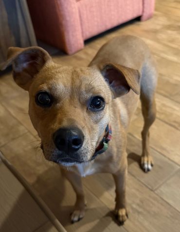 Close-up of a curious brown dog indoors on wooden floor.