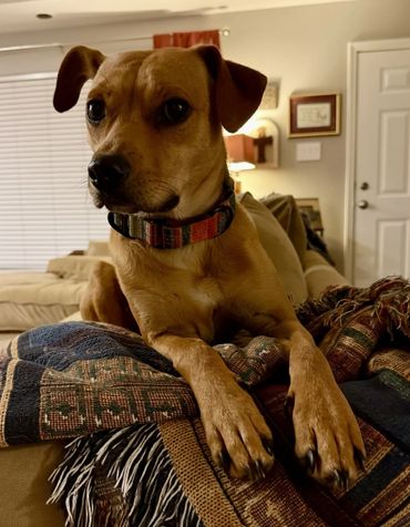 A brown dog with a colorful collar resting on a patterned blanket indoors.