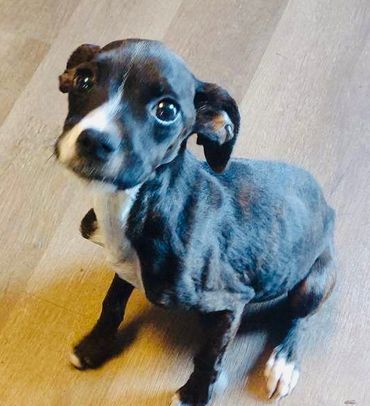 A small black and white puppy sitting on a wooden floor looking up.
