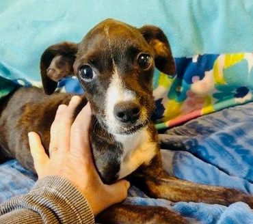 Small black and white dog being gently held on a blue blanket.