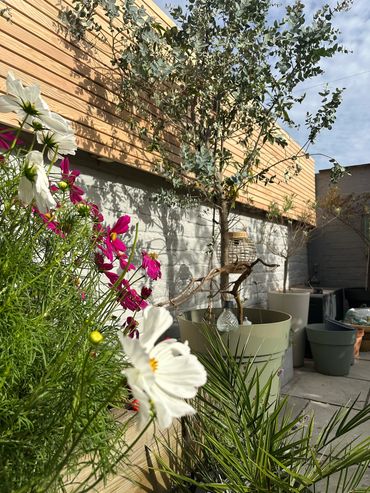 Potted plants and flowers on a sunny patio.