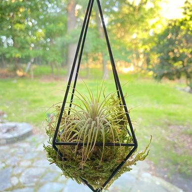 Air plant in a geometric hanging planter with moss inside.