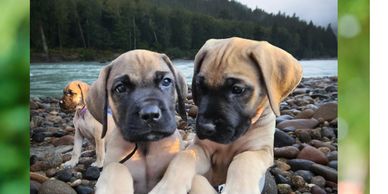 purebred english mastiff puppies