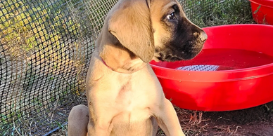 english mastiff puppies for sale