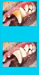 THE HOUNDS 2ooth by house call
(778) 679-8191