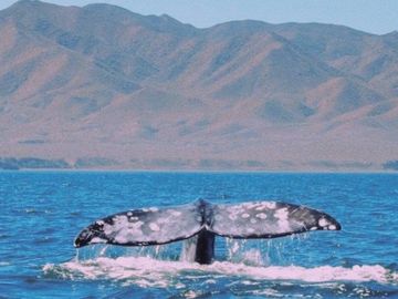 Whale watching tours Todos Santos la Paz BCS Mexico Explora Baja 