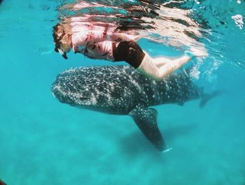 Whale shark tours La  Paz BCS Mexico Explora Baja 