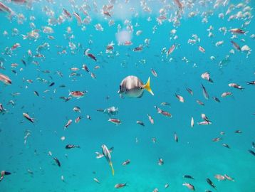 Snorkeling tours La  Paz BCS Mexico Explora Baja 