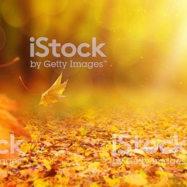 A single autumn leaf floating above a ground covered in fallen leaves.