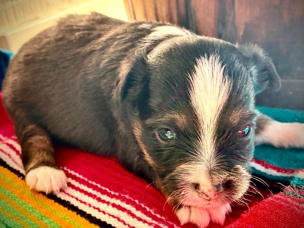BROWN EYE MARBLED EYE BLACK TRI BRINDLE POINTS TOY australian shepherd puppy 
 ASDR
REGISTERED
MALE