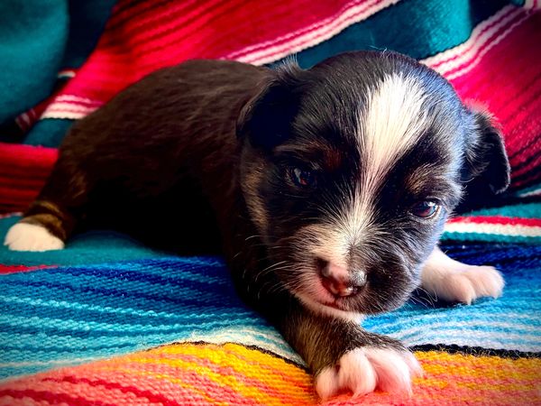 BROWN EYE MARBLED EYE BLACK TRI BRINDLE POINTS TOY australian shepherd puppy 
 ASDR
REGISTERED
MALE