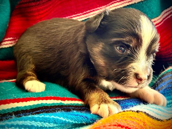 BROWN EYE MARBLED EYE BLACK TRI BRINDLE POINTS TOY australian shepherd puppy 
 ASDR
REGISTERED
MALE