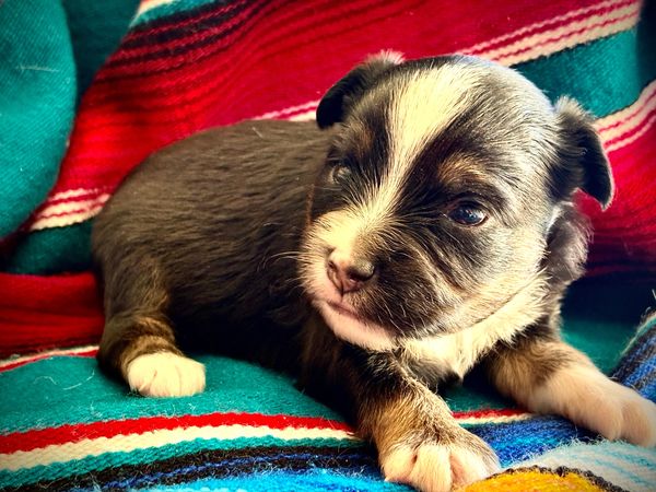 BROWN EYE MARBLED EYE BLACK TRI BRINDLE POINTS TOY australian shepherd puppy 
 ASDR
REGISTERED
MALE