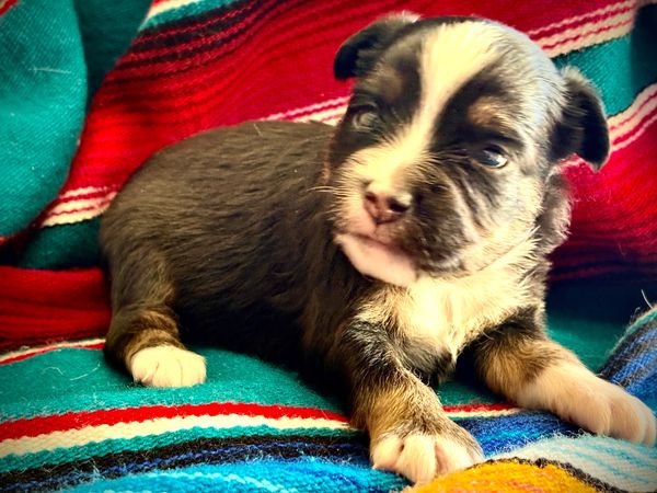 BROWN EYE MARBLED EYE BLACK TRI BRINDLE POINTS TOY australian shepherd puppy 
 ASDR
REGISTERED
MALE