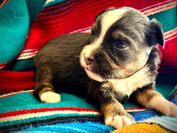 BROWN EYE MARBLED EYE BLACK TRI BRINDLE POINTS TOY australian shepherd puppy 
 ASDR
REGISTERED
MALE