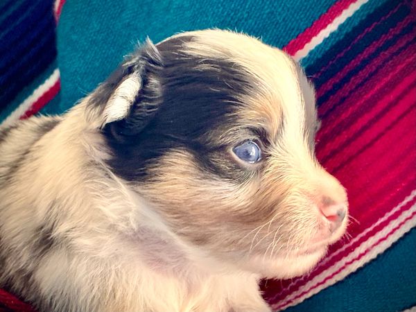 blue eyed  MARBLED EYE blue merle TOY australian shepherd puppy 
AKC ASDR
REGISTERED
MALE