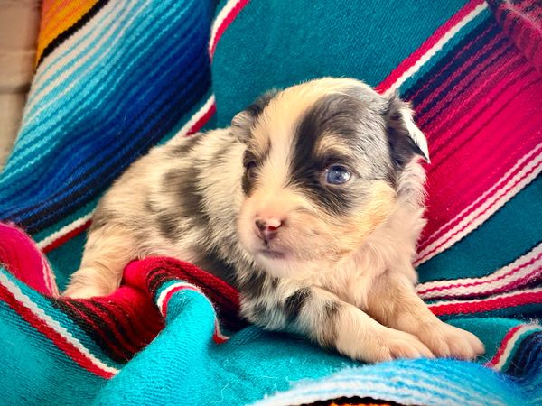 blue eyed  MARBLED EYE blue merle TOY australian shepherd puppy 
AKC ASDR
REGISTERED
MALE