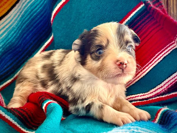 blue eyed  MARBLED EYE blue merle TOY australian shepherd puppy 
AKC ASDR
REGISTERED
MALE