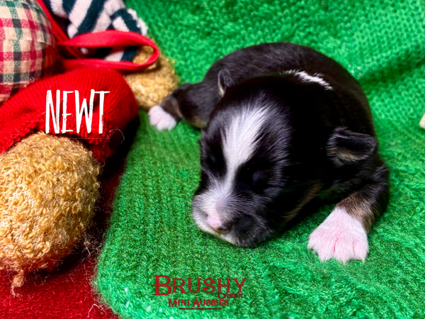 BROWN EYE MARBLED EYE BLACK TRI BRINDLE POINTS TOY australian shepherd puppy 
 ASDR
REGISTERED
MALE