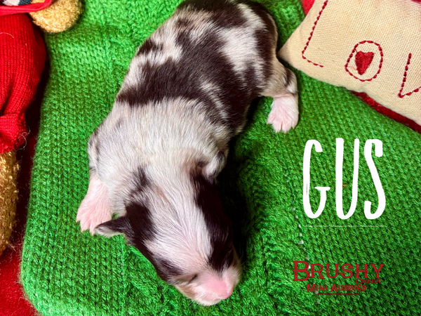 blue eyed  MARBLED EYE blue merle TOY australian shepherd puppy 
AKC ASDR
REGISTERED
MALE