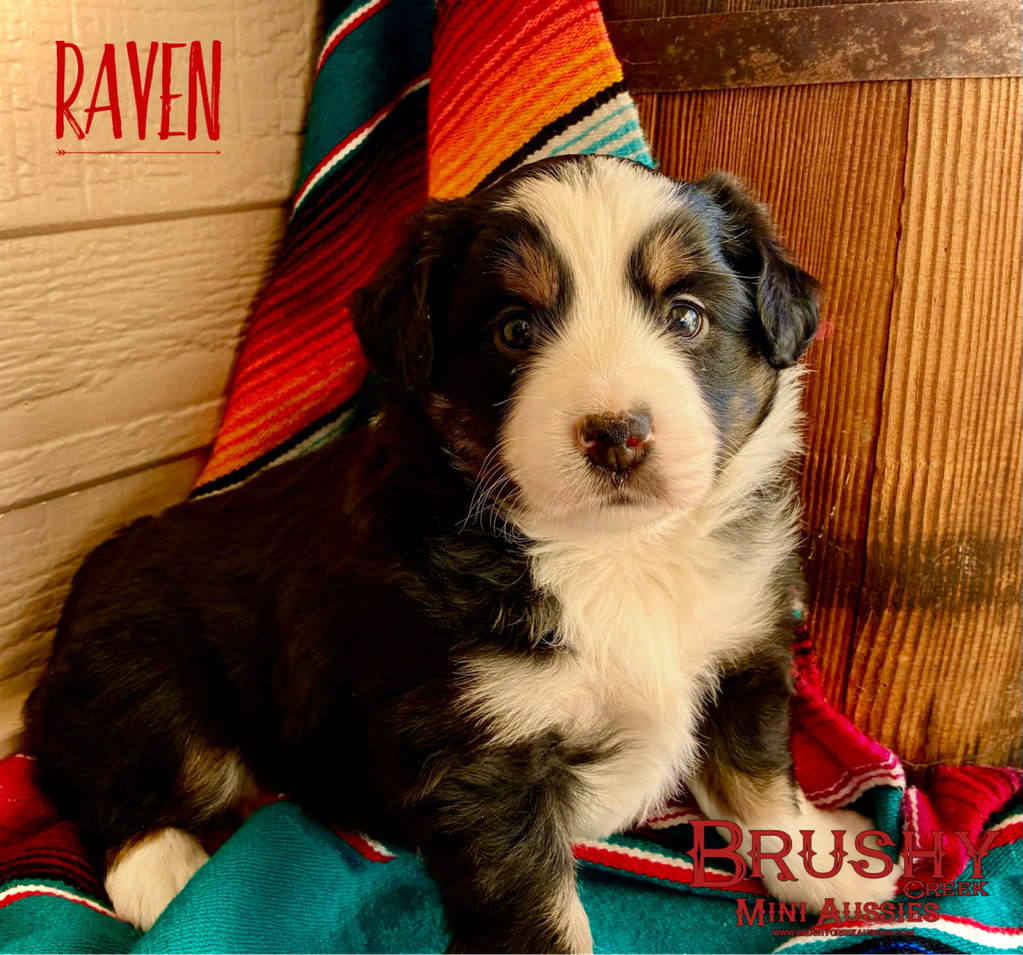 brown eyed black tri miniature australian shepherd puppy 
AKC ASDR
REGISTERED
FEMALE
