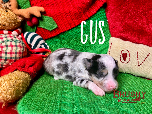 blue eyed  MARBLED EYE blue merle TOY australian shepherd puppy 
AKC ASDR
REGISTERED
MALE