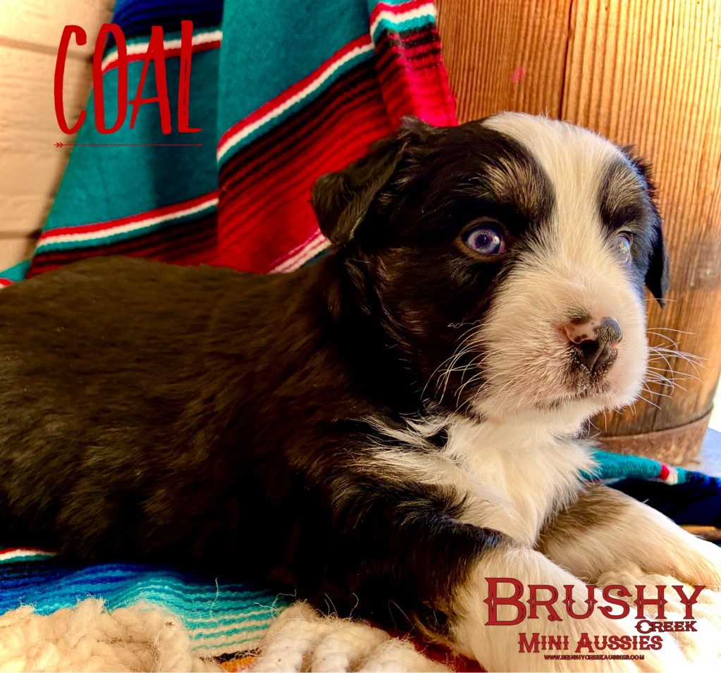 blue eyed black tri miniature australian shepherd puppy 
AKC ASDR
REGISTERED
MALE