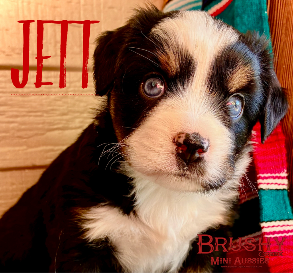 blue eyed black tri miniature australian shepherd puppy 
AKC ASDR
REGISTERED
FEMALE