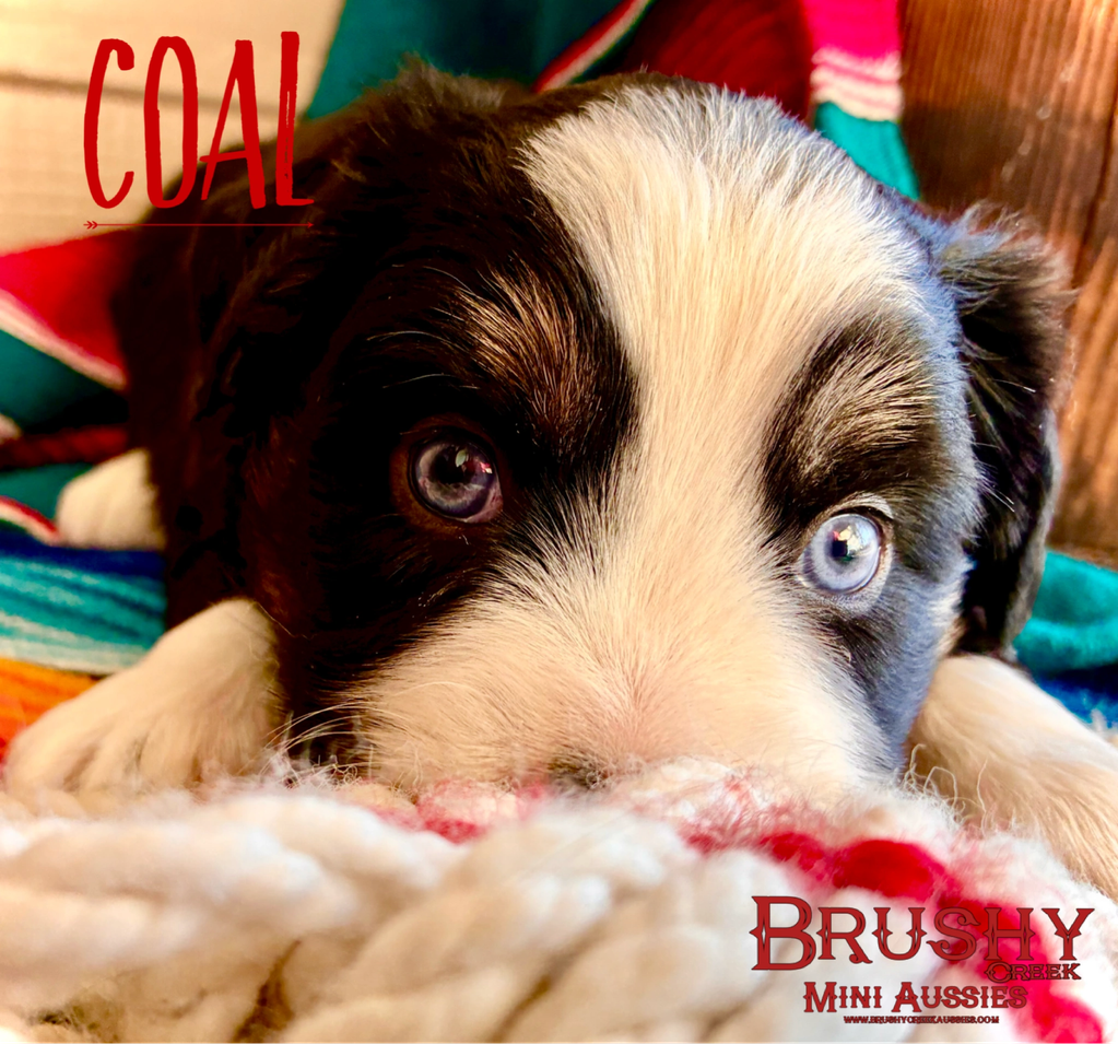 blue eyed black tri miniature australian shepherd puppy 
AKC ASDR
REGISTERED
MALE