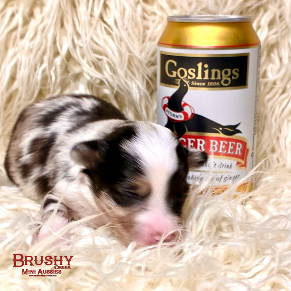 blue eyed  MARBLED EYE blue merle TOY australian shepherd puppy 
AKC ASDR
REGISTERED
MALE