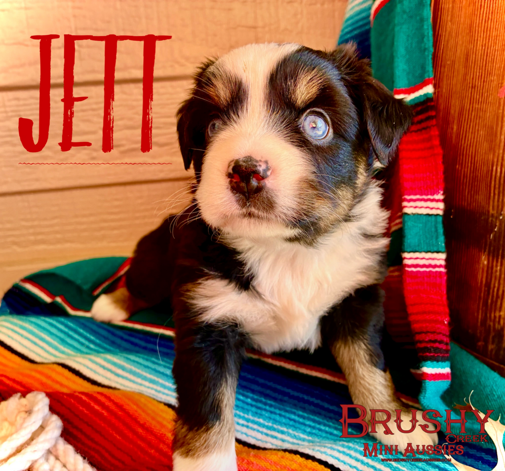 blue eyed black tri miniature australian shepherd puppy 
AKC ASDR
REGISTERED
FEMALE
