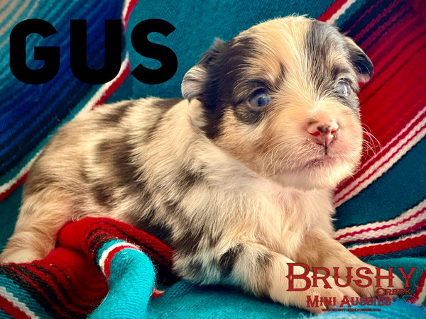 blue eyed  MARBLED EYE blue merle TOY australian shepherd puppy 
AKC ASDR
REGISTERED
MALE