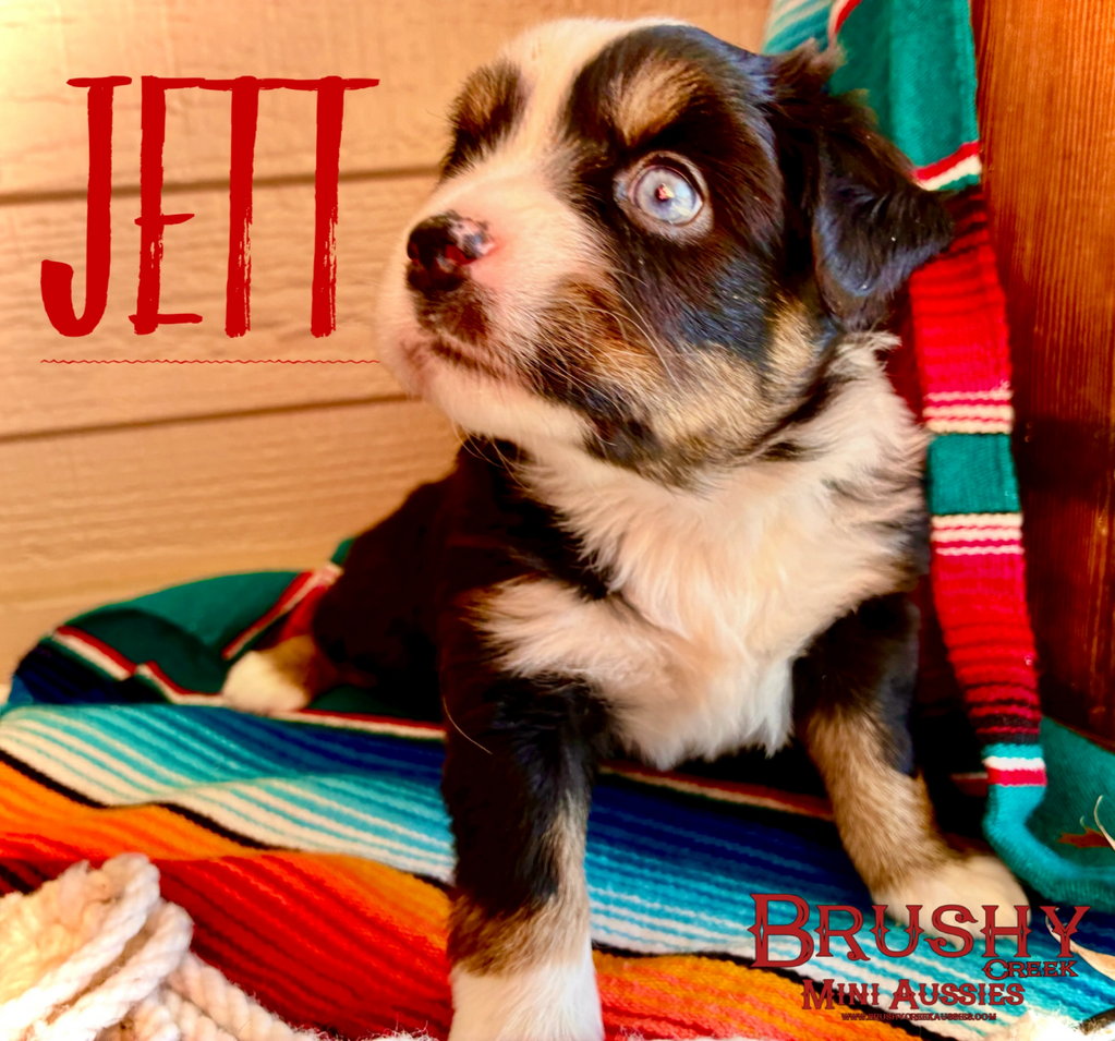 blue eyed black tri miniature australian shepherd puppy 
AKC ASDR
REGISTERED
FEMALE