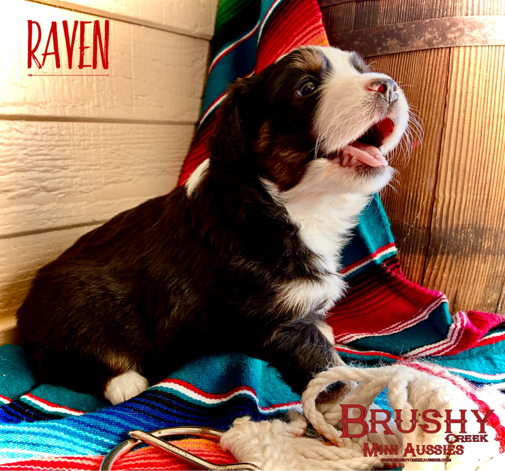 brown eyed black tri miniature australian shepherd puppy 
AKC ASDR
REGISTERED
FEMALE