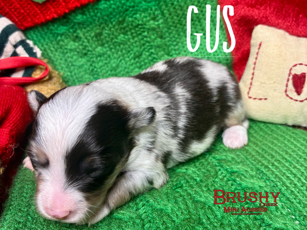 blue eyed  MARBLED EYE blue merle TOY australian shepherd puppy 
AKC ASDR
REGISTERED
MALE