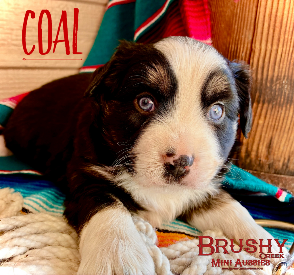 blue eyed black tri miniature australian shepherd puppy 
AKC ASDR
REGISTERED
MALE