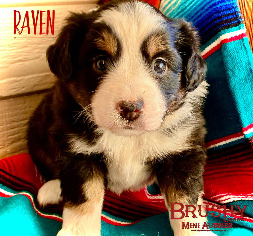 brown eyed black tri miniature australian shepherd puppy 
AKC ASDR
REGISTERED
FEMALE