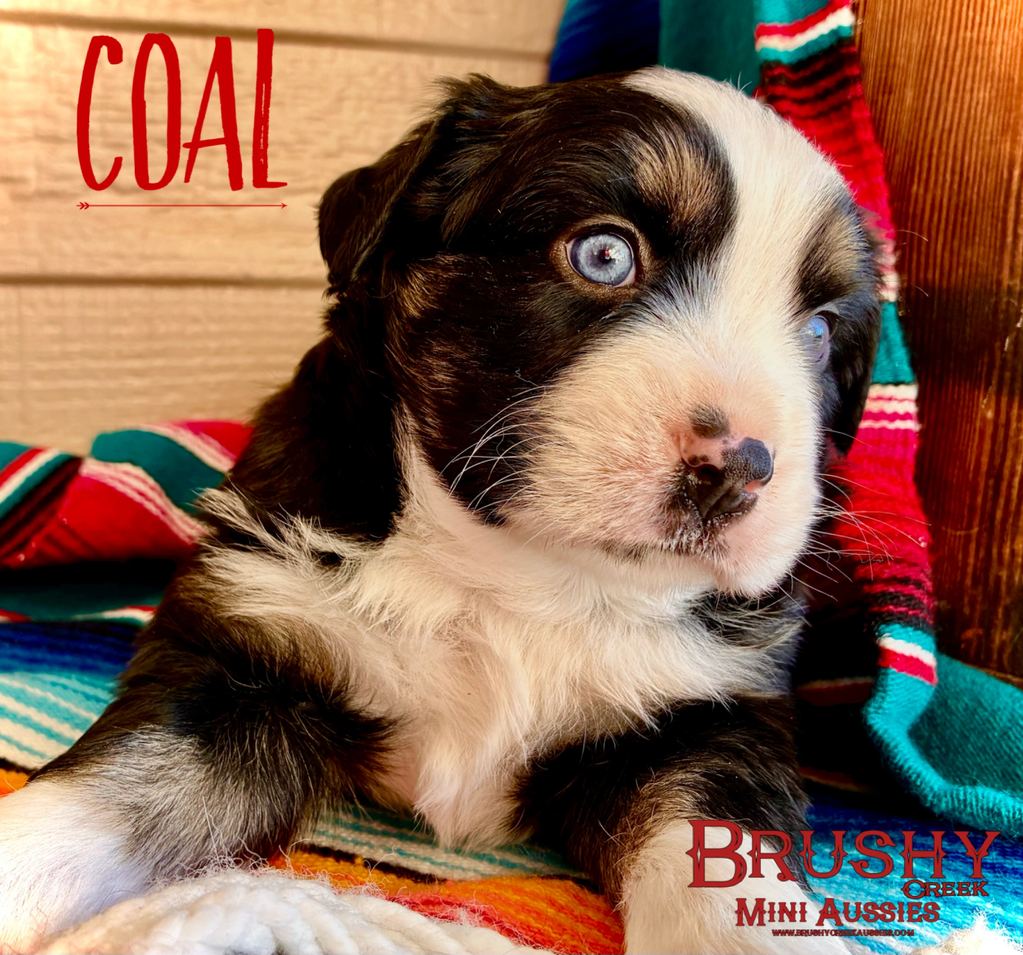 blue eyed black tri miniature australian shepherd puppy 
AKC ASDR
REGISTERED
MALE